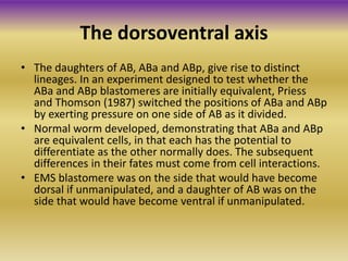 • The daughters of AB, ABa and ABp, give rise to distinct
lineages. In an experiment designed to test whether the
ABa and ABp blastomeres are initially equivalent, Priess
and Thomson (1987) switched the positions of ABa and ABp
by exerting pressure on one side of AB as it divided.
• Normal worm developed, demonstrating that ABa and ABp
are equivalent cells, in that each has the potential to
differentiate as the other normally does. The subsequent
differences in their fates must come from cell interactions.
• EMS blastomere was on the side that would have become
dorsal if unmanipulated, and a daughter of AB was on the
side that would have become ventral if unmanipulated.
The dorsoventral axis
 
