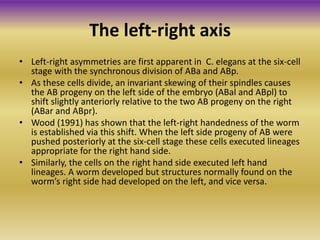 • Left-right asymmetries are first apparent in C. elegans at the six-cell
stage with the synchronous division of ABa and ABp.
• As these cells divide, an invariant skewing of their spindles causes
the AB progeny on the left side of the embryo (ABal and ABpl) to
shift slightly anteriorly relative to the two AB progeny on the right
(ABar and ABpr).
• Wood (1991) has shown that the left-right handedness of the worm
is established via this shift. When the left side progeny of AB were
pushed posteriorly at the six-cell stage these cells executed lineages
appropriate for the right hand side.
• Similarly, the cells on the right hand side executed left hand
lineages. A worm developed but structures normally found on the
worm’s right side had developed on the left, and vice versa.
The left-right axis
 