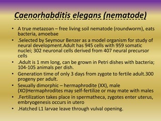 Caenorhabditis elegans (nematode)
• A true metazoan – free living soil nematode (roundworm), eats
bacteria, amoebae
• .Selected by Seymour Benzer as a model organism for study of
neural development.Adult has 945 cells with 959 somatic
nuclei; 302 neuronal cells derived from 407 neural precursor
cells
• .Adult is 1 mm long, can be grown in Petri dishes with bacteria;
104-105 animals per dish.
• Generation time of only 3 days from zygote to fertile adult.300
progeny per adult.
• Sexually dimorphic – hermaphrodite (XX), male
(XO)Hermaphrodites may self-fertilize or may mate with males
• .Fertilization takes place in spermatheca, zygotes enter uterus,
embryogenesis occurs in utero
• .Hatched L1 larvae leave through vulval opening.
 