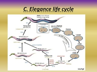 C. Elegance life cycle
 