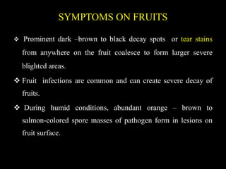 SYMPTOMS ON FRUITS
 Prominent dark –brown to black decay spots or tear stains
from anywhere on the fruit coalesce to form larger severe
blighted areas.
 Fruit infections are common and can create severe decay of
fruits.
 During humid conditions, abundant orange – brown to
salmon-colored spore masses of pathogen form in lesions on
fruit surface.
 