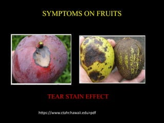 SYMPTOMS ON FRUITS
TEAR STAIN EFFECT
https://www.ctahr.hawaii.edu>pdf
 