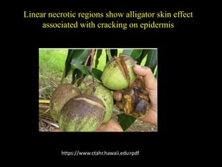 Linear necrotic regions show alligator skin effect
associated with cracking on epidermis
https://www.ctahr.hawaii.edu>pdf
 