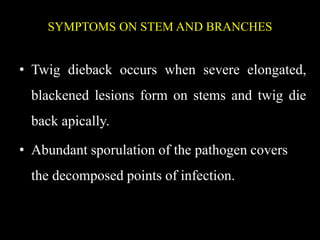 SYMPTOMS ON STEM AND BRANCHES
• Twig dieback occurs when severe elongated,
blackened lesions form on stems and twig die
back apically.
• Abundant sporulation of the pathogen covers
the decomposed points of infection.
 