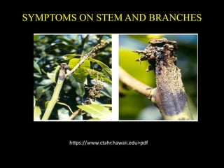 SYMPTOMS ON STEM AND BRANCHES
https://www.ctahr.hawaii.edu>pdf
 