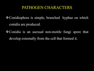 PATHOGEN CHARACTERS
Conidiophore is simple, branched hyphae on which
conidia are produced.
Conidia is an asexual non-motile fungi spore that
develop externally from the cell that formed it.
 