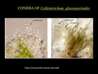 CONIDIA OF Colletotrichum gloeosporioides
https://www.ctahr.hawaii.edu>pdf
 