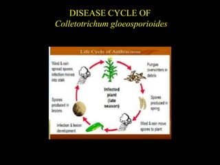 DISEASE CYCLE OF
Colletotrichum gloeosporioides
 