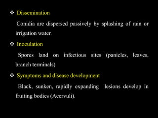  Dissemination
Conidia are dispersed passively by splashing of rain or
irrigation water.
 Inoculation
Spores land on infectious sites (panicles, leaves,
branch terminals)
 Symptoms and disease development
Black, sunken, rapidly expanding lesions develop in
fruiting bodies (Acervuli).
 
