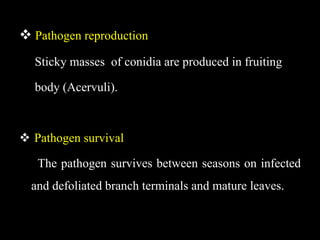  Pathogen reproduction
Sticky masses of conidia are produced in fruiting
body (Acervuli).
 Pathogen survival
The pathogen survives between seasons on infected
and defoliated branch terminals and mature leaves.
 
