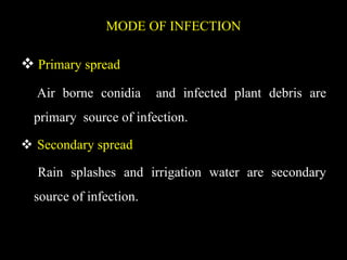 MODE OF INFECTION
 Primary spread
Air borne conidia and infected plant debris are
primary source of infection.
 Secondary spread
Rain splashes and irrigation water are secondary
source of infection.
 