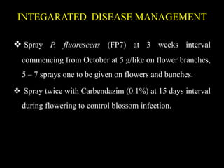 INTEGARATED DISEASE MANAGEMENT
 Spray P. fluorescens (FP7) at 3 weeks interval
commencing from October at 5 g/like on flower branches,
5 – 7 sprays one to be given on flowers and bunches.
 Spray twice with Carbendazim (0.1%) at 15 days interval
during flowering to control blossom infection.
 