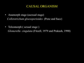 CAUSAL ORGANISM
• Anamorph stage (asexual stage)
Colletotrichum gloeosporioides (Penz and Sacc)
• Teleomorph ( sexual stage )
Glomerella cingulata (Fitzell, 1979 and Prakash, 1990)
 