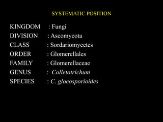 SYSTEMATIC POSITION
KINGDOM : Fungi
DIVISION : Ascomycota
CLASS : Sordariomycetes
ORDER : Glomerellales
FAMILY : Glomerellaceae
GENUS : Colletotrichum
SPECIES : C. gloeosporioides
 