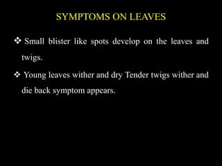 SYMPTOMS ON LEAVES
 Small blister like spots develop on the leaves and
twigs.
 Young leaves wither and dry Tender twigs wither and
die back symptom appears.
 