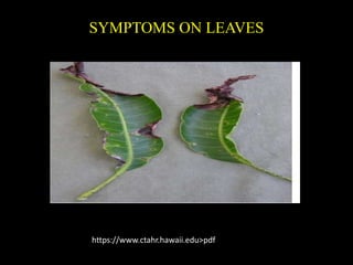 SYMPTOMS ON LEAVES
https://www.ctahr.hawaii.edu>pdf
 