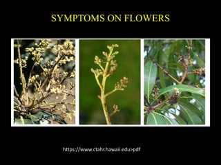 SYMPTOMS ON FLOWERS
https://www.ctahr.hawaii.edu>pdf
 