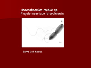 c-2-clasificacic3b3n-de-los-microorganismos.ppt