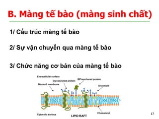 Tổng hợp 82 hình về mô hình cấu trúc màng sinh chất  NEC