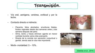 • Vía oral, aerógena, venérea, orofecal y por la
leche.
• Contacto directo e indirecto.
• Placenta, fetos abortados, envolturas fetales,
fluidos vaginales desde dos semanas antes y dos
semana después del parto.
• Orina, leche y heces eliminan agente en menor
cantidad durante varios días post-parto.
• Directa de la comida con secreción conjuntival o
genital, siendo esta la ruta más importante.
• Morbi- mortalidad: 5 – 10%.
(Saldías et al., 2014.)
Transmisión.
 