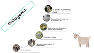 Heces, orina, etc.
Transmisión vertical del feto vía
transplacentaria.
Transmisión venérea.
Bacteriemia secundaria pasa a
aparato reprod. femenino.
Órganos linfáticos puede estar
de forma LATENTE.
Se establece en las tonsilas y
se disemina por vía hemo
linfática.
 