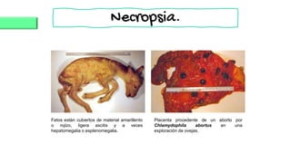 Fetos están cubiertos de material amarillento
o rojizo, ligera ascitis y a veces
hepatomegalia o esplenomegalia.
Placenta procedente de un aborto por
Chlamydophila abortus en una
exploración de ovejas.
Necropsia.
 