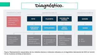 Figura. Representación esquemática de los métodos directos e indirectos utilizados en el diagnóstico laboratorial del AEO en función
de las muestras remitidas al laboratorio.
Diagnóstico.
 