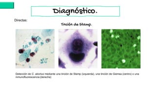 Directas:
Tinción de Stamp.
Detección de C. abortus mediante una tinción de Stamp (izquierda), una tinción de Giemsa (centro) o una
inmunofluorescencia (derecha)
Diagnóstico.
 