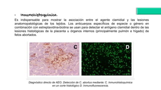 • Inmunohistoquimica.
Es indispensable para mostrar la asociación entre el agente clamidial y las lesiones
anatomopatológicas de los tejidos. Los anticuerpos específicos de especie o género en
combinación con estreptavidina-biotina se usan para detectar el antígeno clamidial dentro de las
lesiones histológicas de la placenta u órganos internos (principalmente pulmón e hígado) de
fetos abortados.
Diagnóstico directo de AEO. Detección de C. abortus mediante: C. Inmunohistoquímica
en un corte histológico D. Inmunofluorescencia.
 