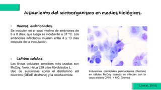 Aislamiento del microorganismo en medios biológicos.
• Huevos embrionados.
Se inoculan en el saco vitelino de embriones de
6 a 8 días, que luego se incubarán a 37 °C. Los
embriones infectados mueren entre 4 y 13 días
después de la inoculación.
• Cultivo celular.
Las líneas celulares sensibles más usadas son
McCoy, Vero, HeLa 229 o los fibroblastos L.
Uso de sustancias como el dietilamino etil
dextrano (DEAE dextrano) y la cicloheximida.
Inclusiones clamidiales perinucleares (flechas)
en células McCoy cuando se infectan con la
cepa aislada GN-6. × 400, Giemsa.
(Li et al., 2015).
 