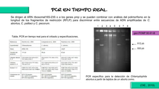 PCR EN TIEMPO REAL.
Se dirigen al ARN ribosomal16S-23S o a los genes pmp y se pueden combinar con análisis del polimorfismo en la
longitud de los fragmentos de restricción (RFLP) para discriminar entre secuencias de ADN amplificadas de C.
abortus, C. psittaci y C. pecorum.
PCR específico para la detección de Chlamydophila
abortus a partir de tejidos de un aborto ovino.
gen POMP 90-91-B
Tabla. PCR en tiempo real para el cribado y especificaciones.
(OIE., 2019).
 