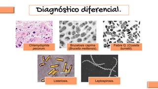 Chlamydophila
pecorum.
Brucelosis caprina
(Brucella melitensis).
Fiebre Q. (Coxiella
burnetii).
Listeriosis. Leptospirosis.
Diagnóstico diferencial.
 