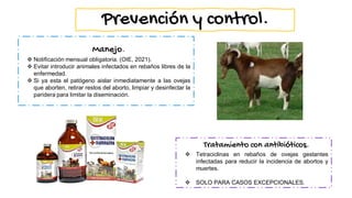 Manejo.
Notificación mensual obligatoria. (OIE, 2021).
Evitar introducir animales infectados en rebaños libres de la
enfermedad.
Si ya esta el patógeno aislar inmediatamente a las ovejas
que aborten, retirar restos del aborto, limpiar y desinfectar la
paridera para limitar la diseminación.
Tratamiento con antibióticos.
Tetraciclinas en rebaños de ovejas gestantes
infectadas para reducir la incidencia de abortos y
muertes.
SOLO PARA CASOS EXCEPCIONALES.
Prevención y control.
 