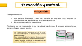 Vacunación.
Dos tipos de vacunas.
1. Las vacunas inactivadas fueron las primeras en utilizarse poco después del
descubrimiento de la enfermedad, en la década de los 50.
2. La vacuna atenuada: La mas utilizada.
Administrar por vía intramuscular o por vía subcutánea al menos 4 semanas antes del cruce
como medio para prevenir abortos.
Las ovejas deberían vacunarse durante el primer
año tras la infección si se diagnostica por primera
vez en un rebaño.
Dicha vacunación debería repetirse después de dos
años o antes en rebaños infectados severamente.
También deberían vacunarse los animales que se
incorporan al rebaño por primera vez.
Prevención y control.
 