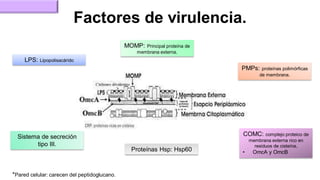 Factores de virulencia.
LPS: Lipopolisacárido
MOMP: Principal proteína de
membrana externa.
COMC: complejo proteico de
membrana externa rico en
residuos de cisteína.
• OmcA y OmcB
PMPs: proteínas polimórficas
de membrana.
Proteínas Hsp: Hsp60
Sistema de secreción
tipo III.
*Pared celular: carecen del peptidoglucano.
 