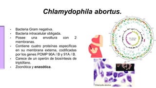 Chlamydophila abortus.
• Bacteria Gram negativa.
• Bacteria intracelular obligada.
• Posee una envoltura con 2
membranas.
• Contiene cuatro proteínas específicas
en su membrana externa, codificadas
por los genes POMP 90A / B y 91A / B.
• Carece de un operón de biosíntesis de
triptófano.
• Zoonótica y enzoótica.
 