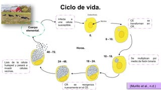 CR se reorganiza
nuevamente en el CE.
Ciclo de vida.
Cuerpo
elemental.
Infecta a
una célula
susceptible.
CE se
transforman en
CR.
Se multiplican por
medio de fisión binaria
Lisis de la célula
huésped y pasará a
invadir células
vecinas.
Horas.
0.
6 - 10.
10 - 18.
18 - 24.
24 - 48.
48 - 72.
(Murillo et al., n.d.)
 
