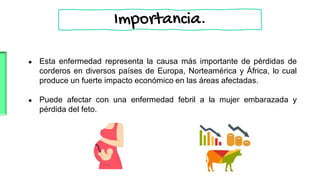 Importancia.
● Esta enfermedad representa la causa más importante de pérdidas de
corderos en diversos países de Europa, Norteamérica y África, lo cual
produce un fuerte impacto económico en las áreas afectadas.
● Puede afectar con una enfermedad febril a la mujer embarazada y
pérdida del feto.
 