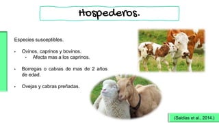 Especies susceptibles.
• Ovinos, caprinos y bovinos.
• Afecta mas a los caprinos.
• Borregas o cabras de mas de 2 años
de edad.
• Ovejas y cabras preñadas.
(Saldías et al., 2014.)
Hospederos.
 