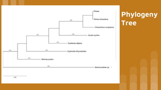 Phylogeny
Tree
 