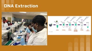 DNA Extraction
 