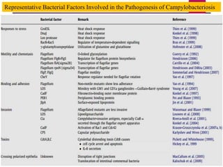 Representative Bacterial Factors Involved in the Pathogenesis of Campylobacteriosis
 