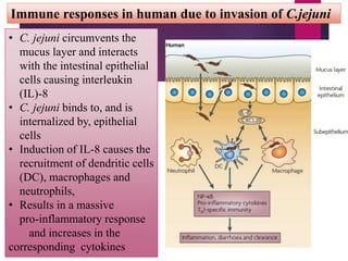 • C. jejuni circumvents the
mucus layer and interacts
with the intestinal epithelial
cells causing interleukin
(IL)-8
• C. jejuni binds to, and is
internalized by, epithelial
cells
• Induction of IL-8 causes the
recruitment of dendritic cells
(DC), macrophages and
neutrophils,
• Results in a massive
pro-inflammatory response
and increases in the
corresponding cytokines
Immune responses in human due to invasion of C.jejuni
 