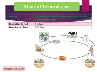 Mode of Transmission
Sources Raw and undercooked poultry, unpasteurized milk,
Contaminated water
Incubation Period 2-5 days
Duration of Illness 2-10 days
Mangen et al., 2010
 