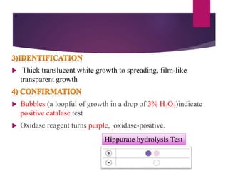 Thick translucent white growth to spreading, film-like
transparent growth
 Bubbles (a loopful of growth in a drop of 3% H2O2)indicate
positive catalase test
 Oxidase reagent turns purple, oxidase-positive.
Hippurate hydrolysis Test
 