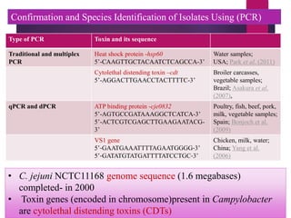 Confirmation and Species Identification of Isolates Using (PCR)
Type of PCR Toxin and its sequence
Traditional and multiplex
PCR
Heat shock protein -hsp60
5’-CAAGTTGCTACAATCTCAGCCA-3’
Water samples;
USA; Park et al. (2011)
Cytolethal distending toxin –cdt
5’-AGGACTTGAACCTACTTTTC-3’
Broiler carcasses,
vegetable samples;
Brazil; Asakura et al.
(2007),
qPCR and dPCR ATP binding protein -cje0832
5’-AGTGCCGATAAAGGCTCATCA-3’
5’-ACTCGTCGAGCTTGAAGAATACG-
3’
Poultry, fish, beef, pork,
milk, vegetable samples;
Spain; Bonjoch et al.
(2009)
VS1 gene
5’‐GAATGAAATTTTAGAATGGGG‐3’
5’‐GATATGTATGATTTTATCCTGC‐3’
Chicken, milk, water;
China; Yang et al.
(2006)
• C. jejuni NCTC11168 genome sequence (1.6 megabases)
completed- in 2000
• Toxin genes (encoded in chromosome)present in Campylobacter
are cytolethal distending toxins (CDTs)
 
