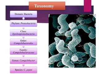Taxonomy
Domain: Bacteria
Phylum: Proteobacteria
Class:
Epsilonproteobacteria
Order:
Campylobacterales
Family:
Campylobacteraceae
Genus: Campylobacter
Species: C. jejuni
 