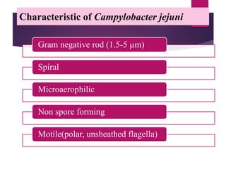 Characteristic of Campylobacter jejuni
Gram negative rod (1.5-5 µm)
Spiral
Microaerophilic
Non spore forming
Motile(polar, unsheathed flagella)
 