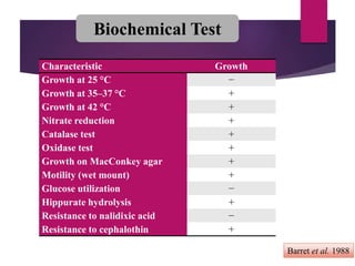 Characteristic Growth
Growth at 25 °C −
Growth at 35–37 °C +
Growth at 42 °C +
Nitrate reduction +
Catalase test +
Oxidase test +
Growth on MacConkey agar +
Motility (wet mount) +
Glucose utilization −
Hippurate hydrolysis +
Resistance to nalidixic acid −
Resistance to cephalothin +
Biochemical Test
Barret et al. 1988
 