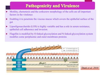  Motility, chemotaxis and the corkscrew morphology of the cells are all important
factors in the virulence
 Enabling it to penetrate the viscous mucus which covers the epithelial surface of the
gut
 Lipooligosaccharide (LOS) is highly variable and has a role in serum resistance,
epithelial cell adherence and invasion.
 Flagellin is modified by O-linked glycosylation and N-linked-glycosylation system
modifies some periplasmic and outer-membrane proteins
Dasti et al. 2010
 
